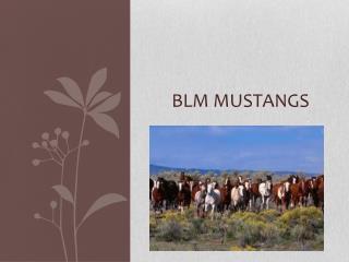 BLM Mustangs