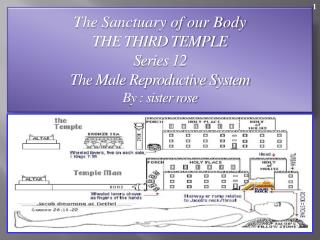 The Sanctuary of our Body THE THIRD TEMPLE Series 12 The Male Reproductive System By : sister rose
