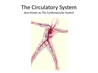 The Circulatory System also known as The Cardiovascular System