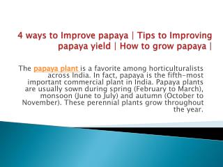 4 ways to Improve papaya | Tips to Improving papaya yield | How to grow papaya |