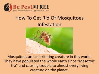 How To Get Rid Of Mosquitoes Infestation