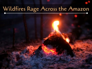 Wildfires rage across the Amazon