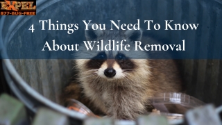 4 Things You Need To Know About Wildlife Removal
